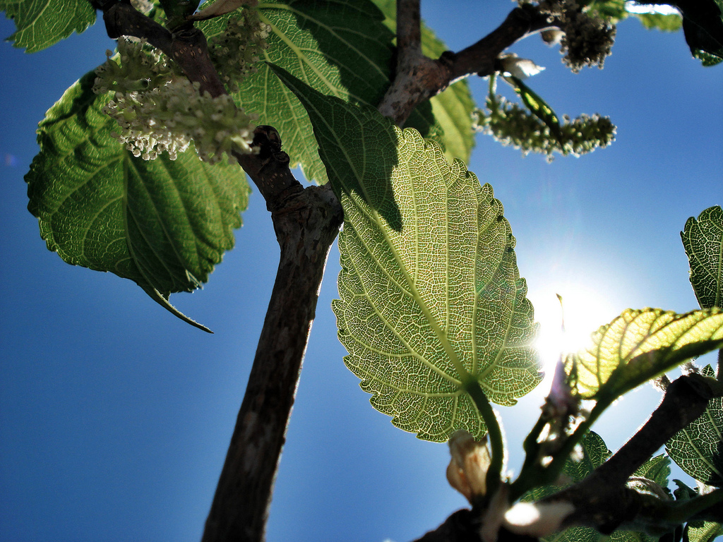 معرفی و راهنمای نگهداری درختان میوه - توت سفید
